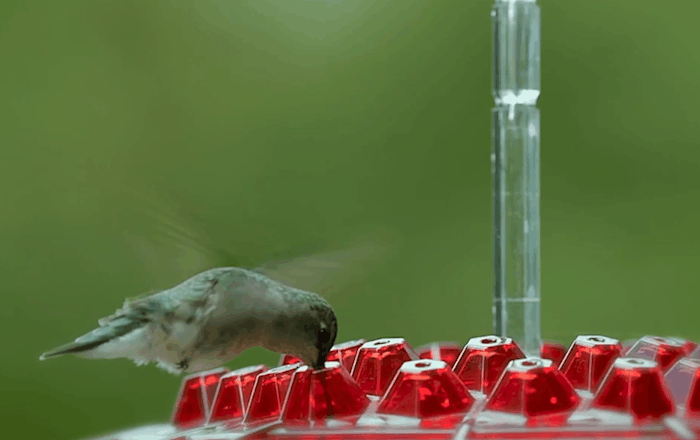 Hummingbird feeder with multiple birds